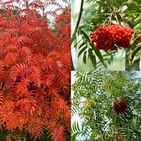 Šermukšnis japoninis (Sorbus commixta) 'Dodong'